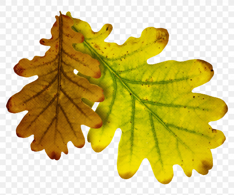 Leaf Tree Plant Yellow Flower, PNG, 2900x2423px, Leaf, Black Maple, Flower, Grape Leaves, Plant Download Free