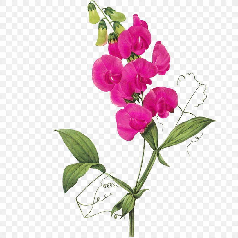 Sweet Pea Flower Vine Clip Art, PNG, 1500x1500px, Sweet Pea, Art, Botanical Illustration, Branch, Cut Flowers Download Free