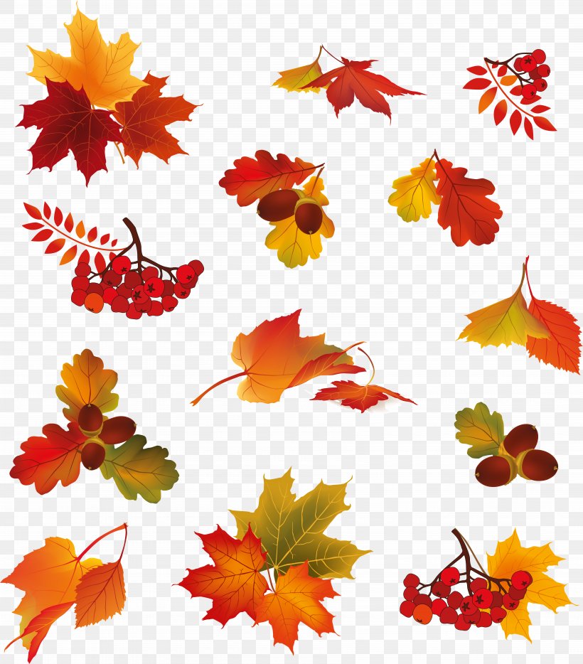Autumn Leaf Color, PNG, 6937x7905px, Autumn Leaf Color, Autumn, Berry, Drawing, Flower Download Free
