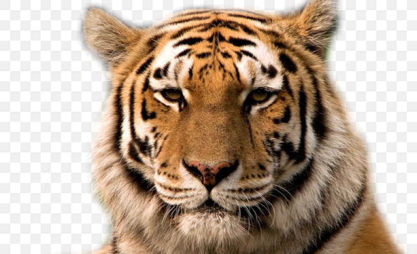 Bengal Cat Bengal Tiger Siberian Tiger White Tiger Golden Tiger, PNG, 786x500px, Bengal Cat, Animal, Bengal, Bengal Tiger, Big Cat Download Free