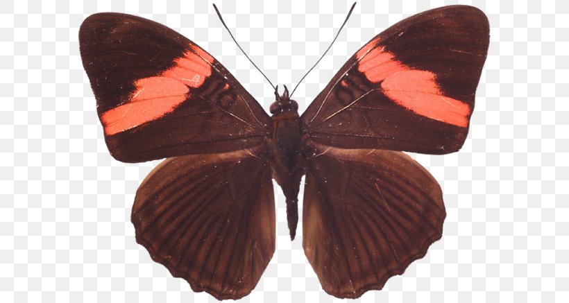Butterfly Sephisa Princeps Doosan Encyclopedia Gossamer-winged Butterflies, PNG, 599x437px, Butterfly, Arthropod, Brush Footed Butterfly, Brushfooted Butterflies, Gossamerwinged Butterflies Download Free