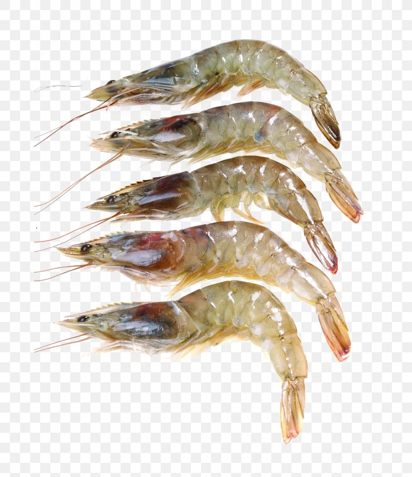 Caridea Giant Freshwater Prawn Shrimp Seafood, PNG, 683x948px, Caridea, Animal Source Foods, Caridean Shrimp, Chinese White Shrimp, Decapoda Download Free