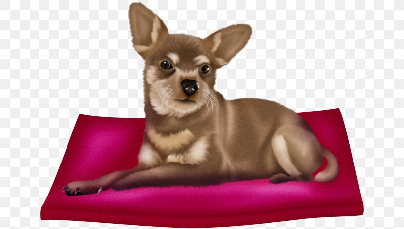 Chihuahua Puppy Companion Dog Cuteness Dog Breed, PNG, 660x465px, Chihuahua, Breed, Canidae, Carnivore, Companion Dog Download Free