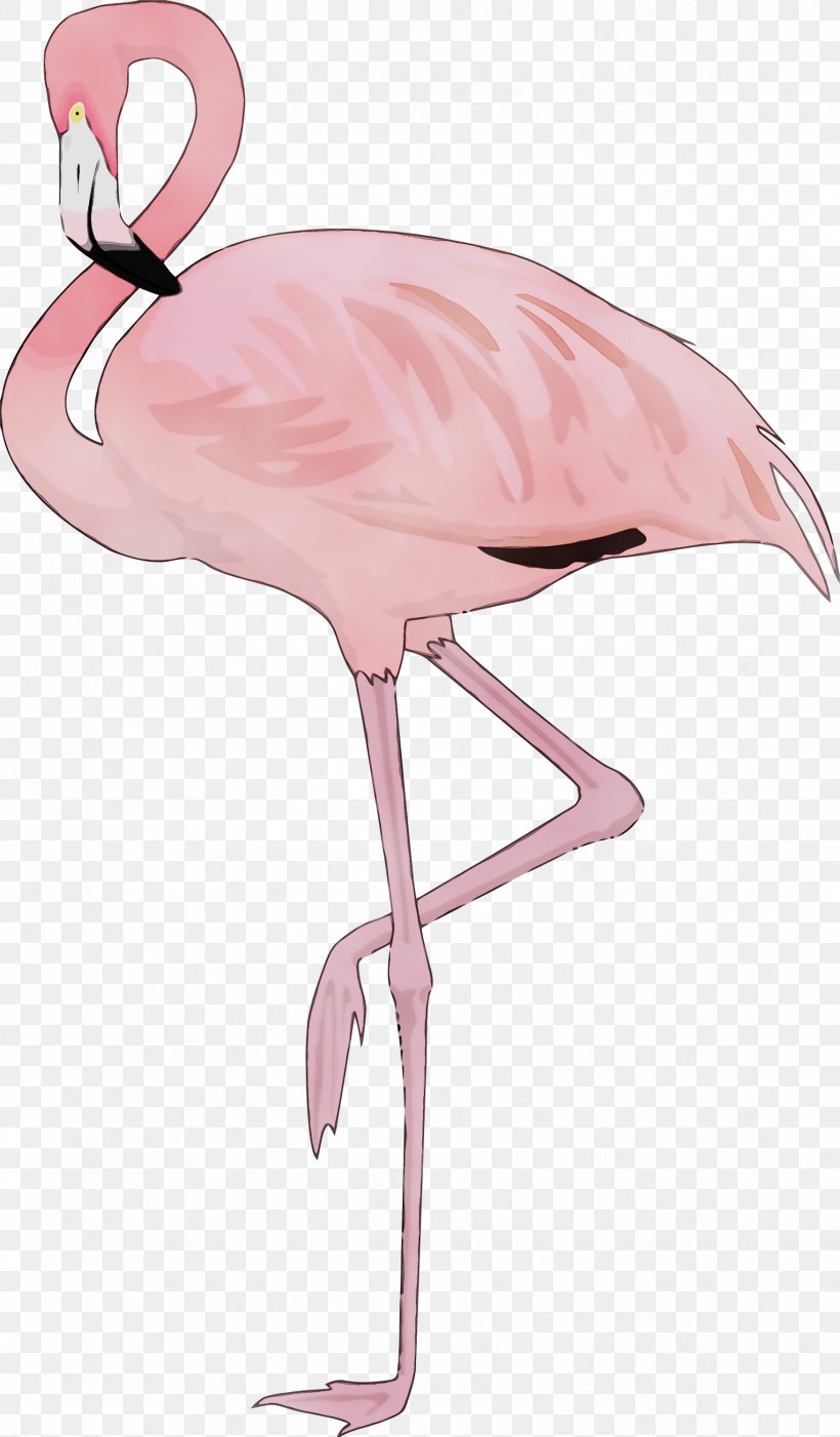 Flamingo, PNG, 1753x2999px, Watercolor, Beak, Bird, Flamingo, Greater Flamingo Download Free