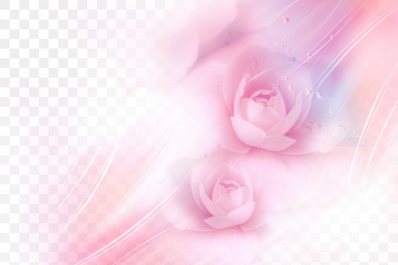 Garden Roses Pink Beach Rose Wallpaper, PNG, 1920x1280px, Garden Roses, Beach Rose, Blue, Close Up, Color Download Free