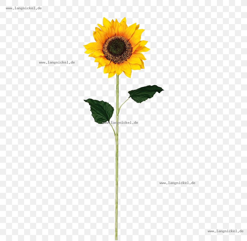 Common Sunflower Face Furniture Material Color, PNG, 800x800px, Common Sunflower, Bedroom, Color, Daisy Family, Face Download Free