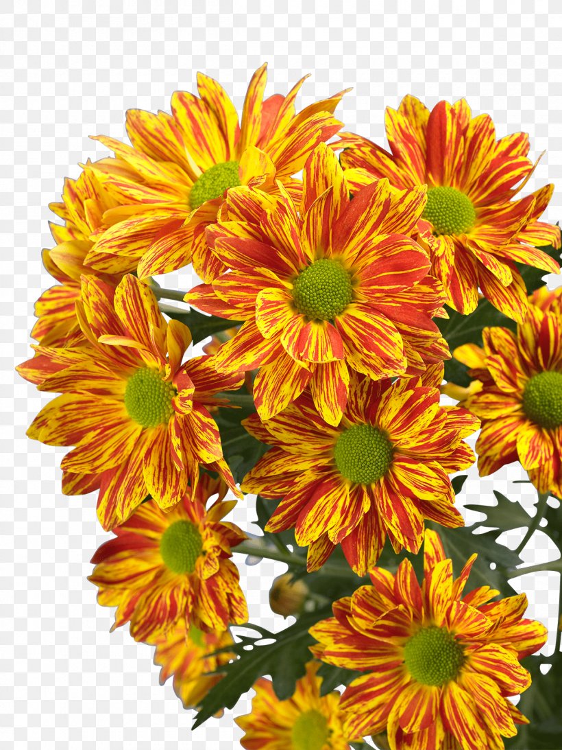 Cut Flowers Chrysanthemum Royal Van Zanten Limonium, PNG, 1200x1600px, Cut Flowers, Annual Plant, Bouvardia, Chrysanthemum, Chrysanths Download Free