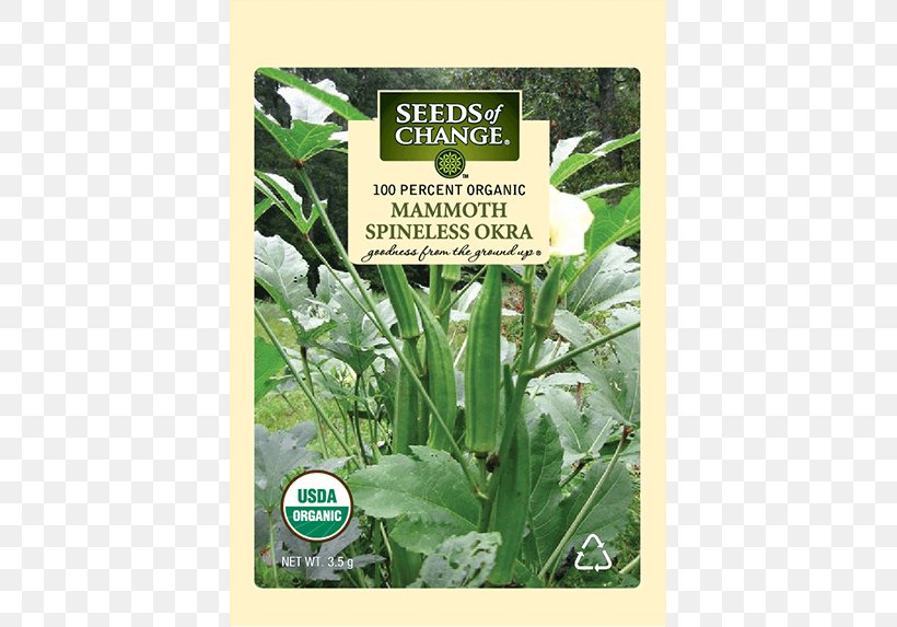 Okra Herb Our Mammoth Vegetable Crops Of India, PNG, 573x573px, Okra, Germination, Grass, Herb, Herbal Download Free