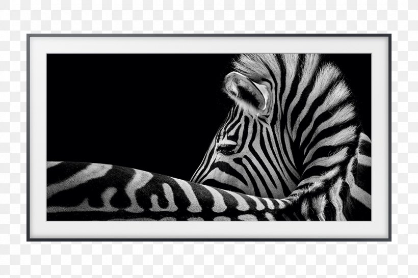 Samsung The Frame TV 4K Resolution Ultra-high-definition Television LED-backlit LCD, PNG, 1080x720px, 4k Resolution, Samsung The Frame Tv, Big Cats, Black, Black And White Download Free