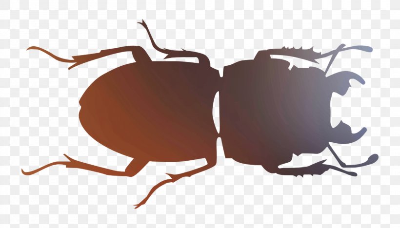 Insect Font Pest Membrane, PNG, 2100x1200px, Insect, Ant, Beetle, Darkling Beetles, Invertebrate Download Free
