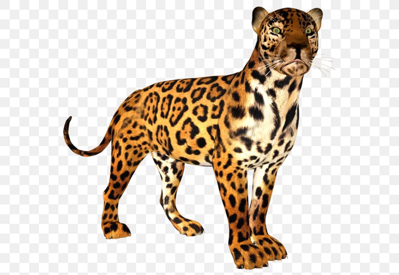 Leopard Cheetah Jaguar Ocelot Tiger, PNG, 600x565px, Leopard, Animal Figure, Big Cats, Blog, Carnivoran Download Free