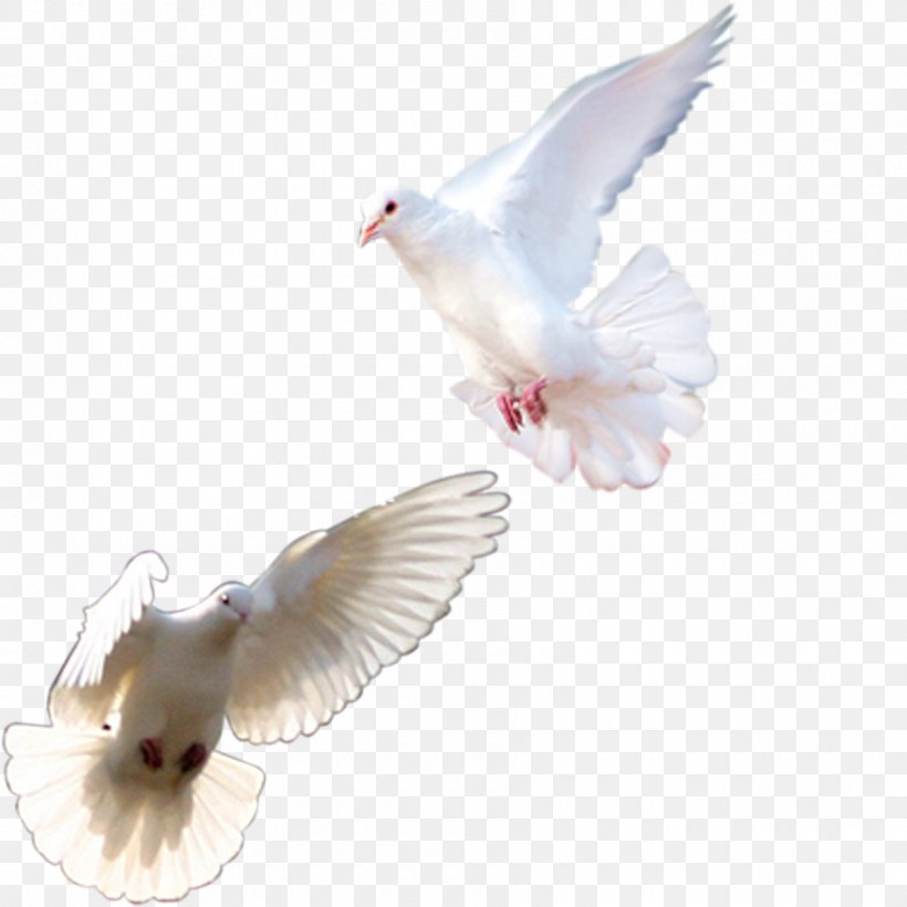 Rock Dove Homing Pigeon Columbidae Pink Pigeon Bird, PNG, 1800x1800px, Rock Dove, Beak, Bird, Colombe, Columba Download Free