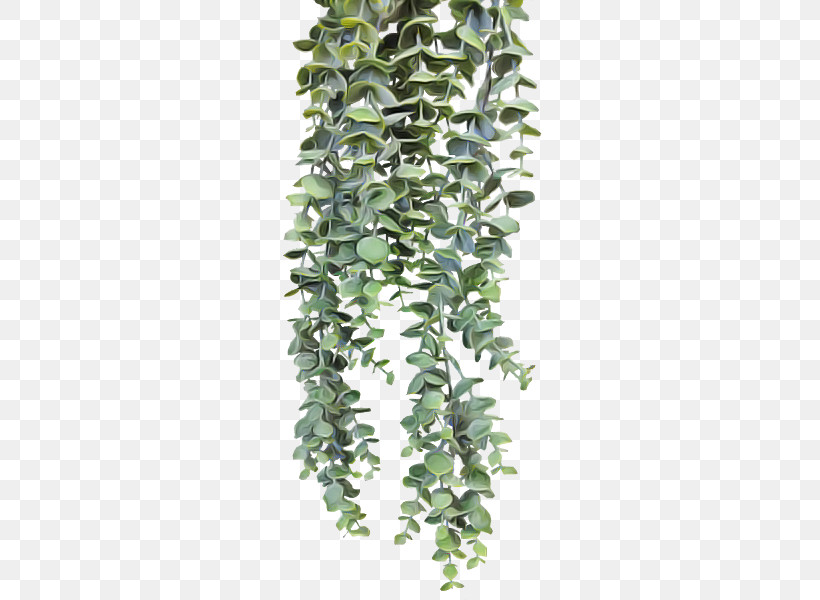 Ivy, PNG, 800x600px, Plant, Flower, Ivy, Ivy Family Download Free