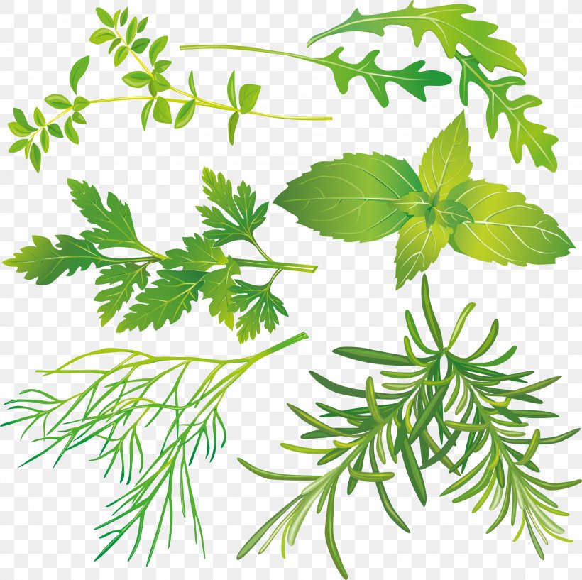 Tea Peppermint Herb Basil Clip Art, PNG, 3421x3411px, Tea, Basil, Branch, Chamomile, Common Sage Download Free