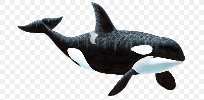 Wall Decal Sticker Killer Whale, PNG, 700x403px, Wall Decal, Animal Figure, Apex Predator, Blackfish, Captive Killer Whales Download Free