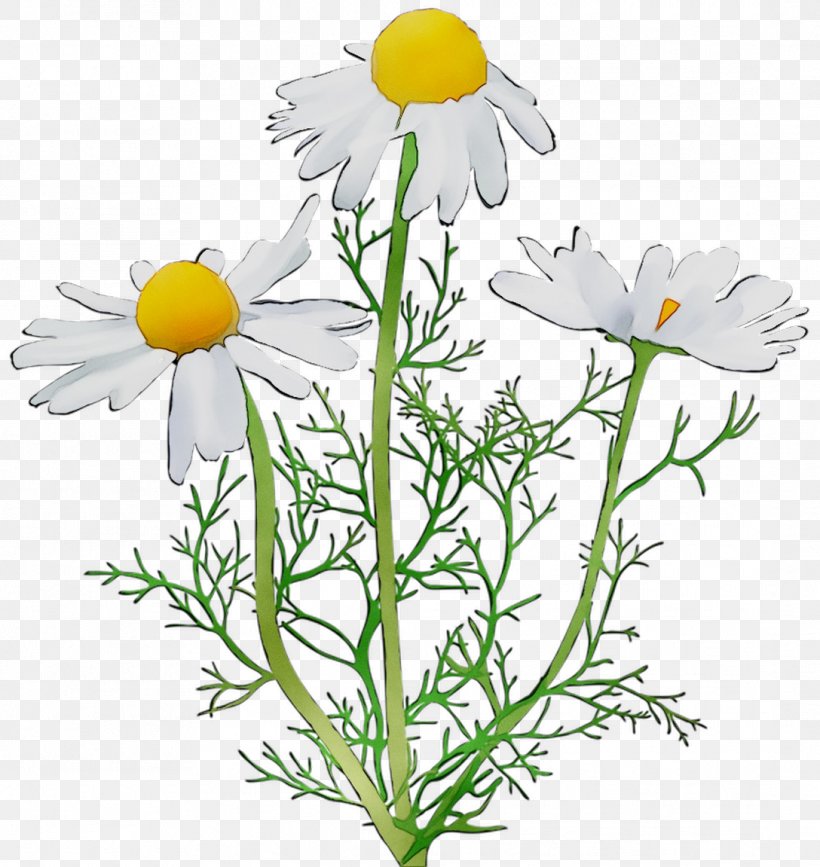 Oxeye Daisy Roman Chamomile Marguerite Daisy Garden Cosmos Cut Flowers, PNG, 1088x1151px, Oxeye Daisy, Annual Plant, Aster, Botany, Camomile Download Free
