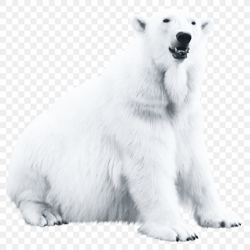 Polar Bear Blog, PNG, 1024x1024px, Polar Bear, Animal, Animation, Bear, Blog Download Free