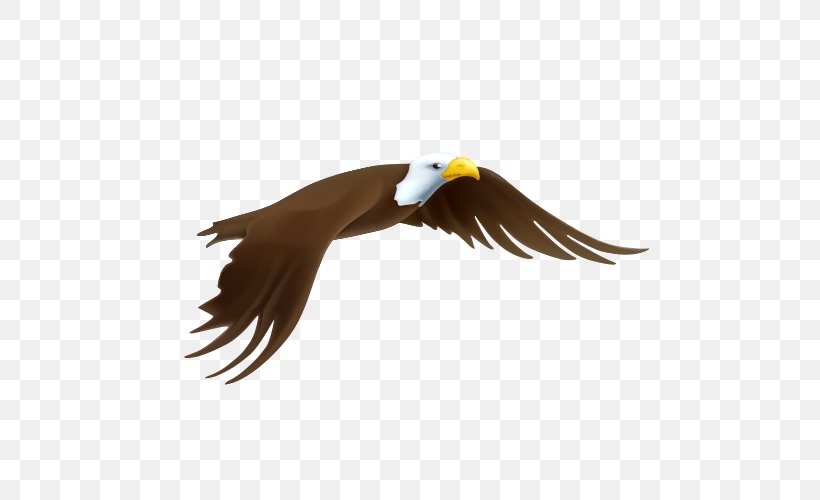 Bald Eagle Drawing, PNG, 500x500px, Bald Eagle, Accipitriformes, Beak, Bird, Bird Of Prey Download Free