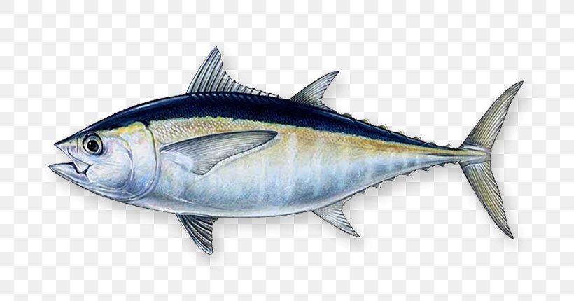 Blackfin Tuna Southern Bluefin Tuna Atlantic Bluefin Tuna Yellowfin Tuna Fishing, PNG, 720x430px, Blackfin Tuna, Atlantic Bluefin Tuna, Bonito, Bony Fish, Fauna Download Free