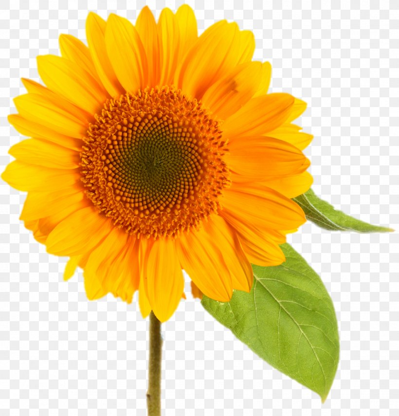 Common Sunflower Desktop Wallpaper Clip Art, PNG, 1150x1200px, Common Sunflower, Annual Plant, Cdr, Daisy Family, Flower Download Free