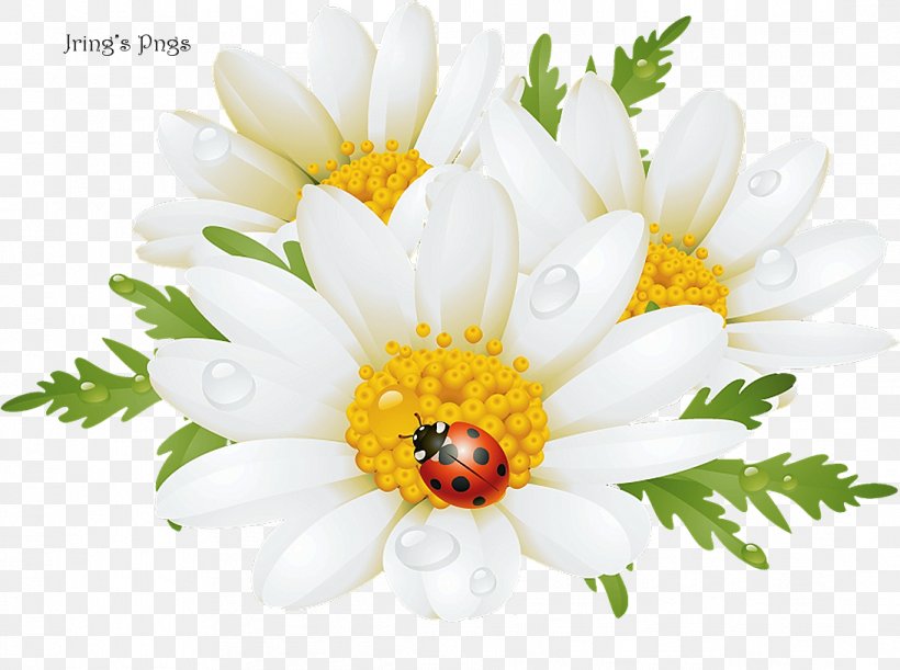 Flower Stock Photography Chamomile Clip Art, PNG, 1092x815px, Flower, Chamaemelum Nobile, Chamomile, Chrysanths, Cut Flowers Download Free