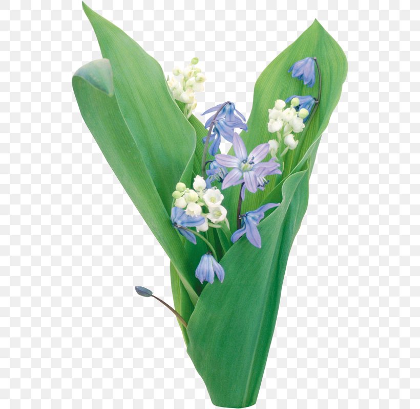 Lily Of The Valley LiveInternet Diary Clip Art, PNG, 543x800px, Lily Of The Valley, Blog, Byte, Cut Flowers, Diary Download Free