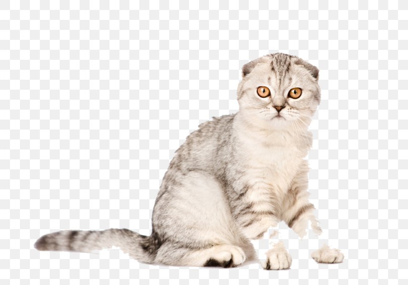 Scottish Fold Kitten Mouse Scratching Post Cat Tree, PNG, 1024x715px, Scottish Fold, American Curl, American Wirehair, Asian, Australian Mist Download Free