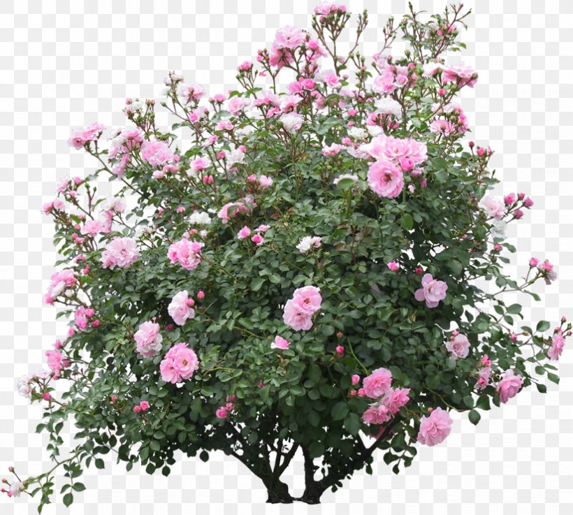 Shrub Tree, PNG, 824x741px, Shrub, Annual Plant, Box, Branch, Camellia Sasanqua Download Free