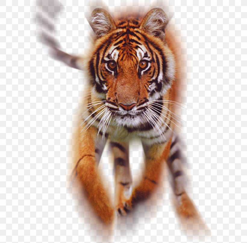 Cat Tiger Lenticular Printing Lenticular Lens Whiskers, PNG, 1515x1486px, Cat, Bengal Tiger, Big Cat, Big Cats, Carnivoran Download Free