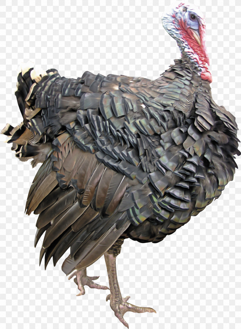 Feather, PNG, 2431x3323px, Bird, Beak, Chicken, Feather, Flightless Bird Download Free