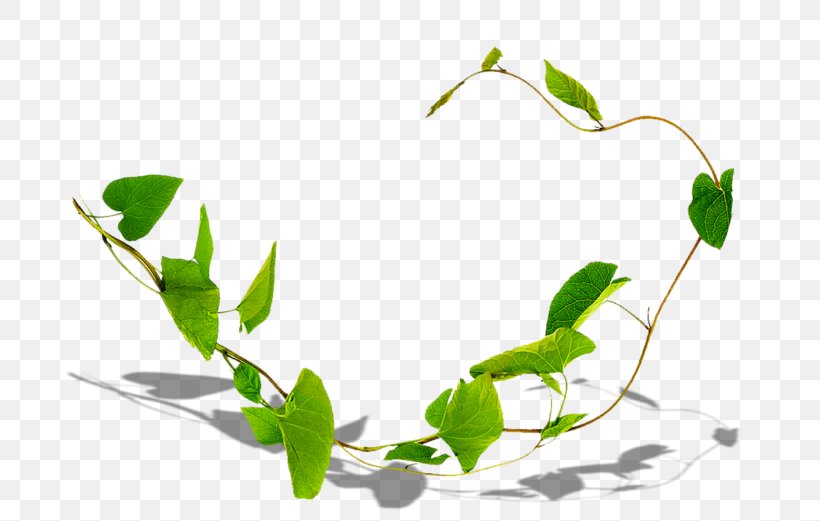 Ivy Leaf, PNG, 699x521px, Liana, Branch, Epipremnum, Field Bindweed, Flower Download Free