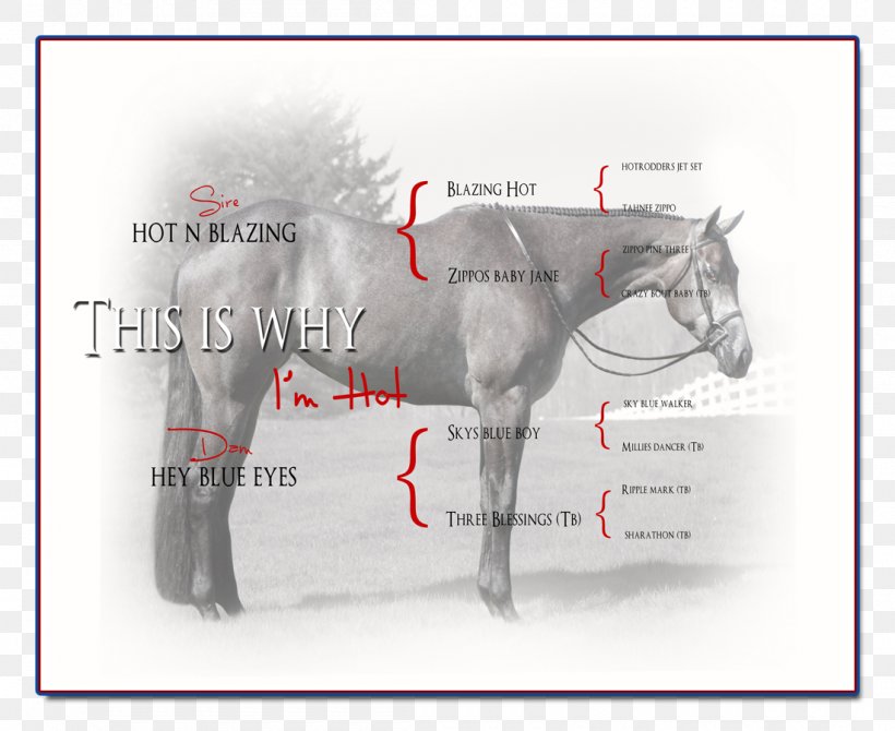 Stallion Mare American Quarter Horse Foal Mane, PNG, 1100x900px, Stallion, American Quarter Horse, Bridle, Foal, Gelding Download Free