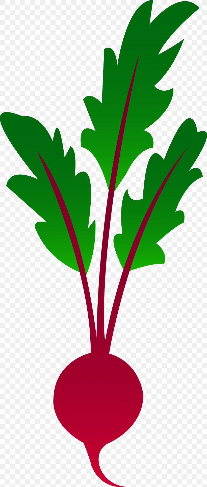 Beetroot Vegetable Clip Art, PNG, 3470x8171px, Beetroot, Branch, Common Beet, Drawing, Flower Download Free