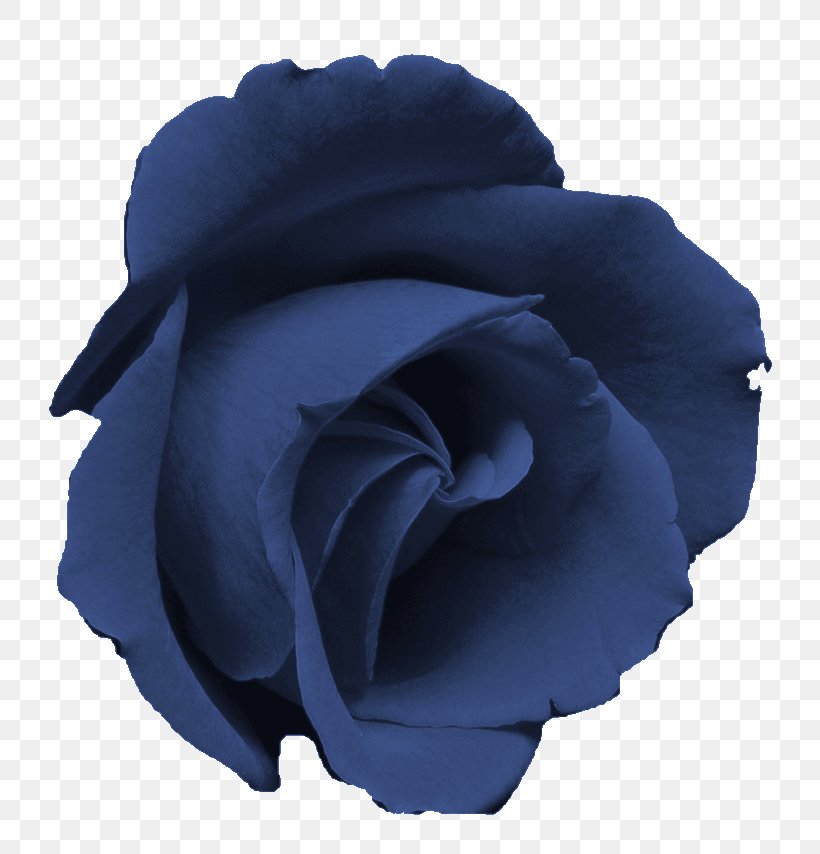 Blue Rose Garden Roses Flower Centifolia Roses, PNG, 761x854px, Blue Rose, Blue, Centifolia Roses, Cobalt Blue, Cut Flowers Download Free