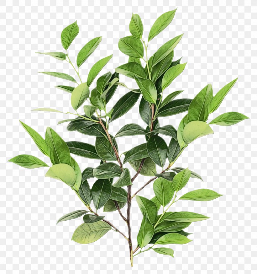 Branch Herbalism Plant Stem Leaf, PNG, 1502x1600px, Branch, Bay Leaf, Curry Tree, Flower, Flowering Plant Download Free