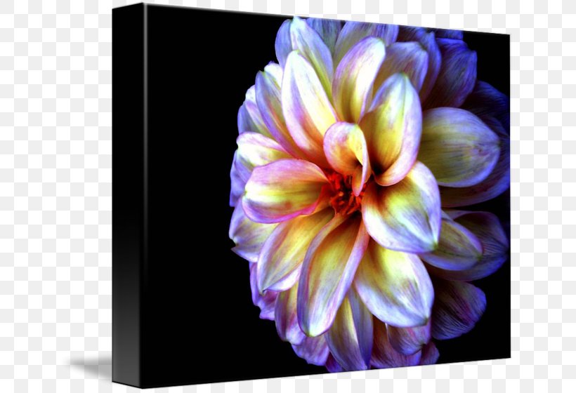 Dahlia Light Gallery Wrap Floristry Canvas, PNG, 650x560px, Dahlia, Art, Canvas, Daisy Family, Darkness Download Free