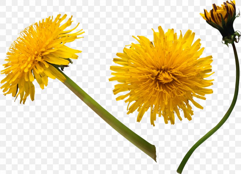 Dandelion Flower Stock Photography Clip Art, PNG, 2762x2000px, Dandelion, Annual Plant, Chrysanths, Cut Flowers, Daisy Family Download Free