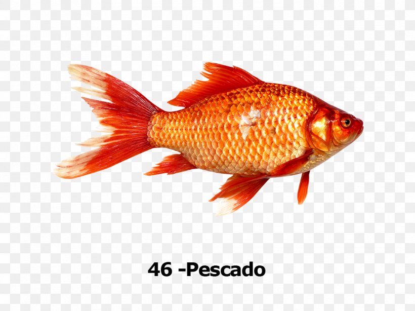 Goldfish Red Fishing, PNG, 1068x800px, Goldfish, Blue, Bony Fish, Crucian Carps, Fauna Download Free