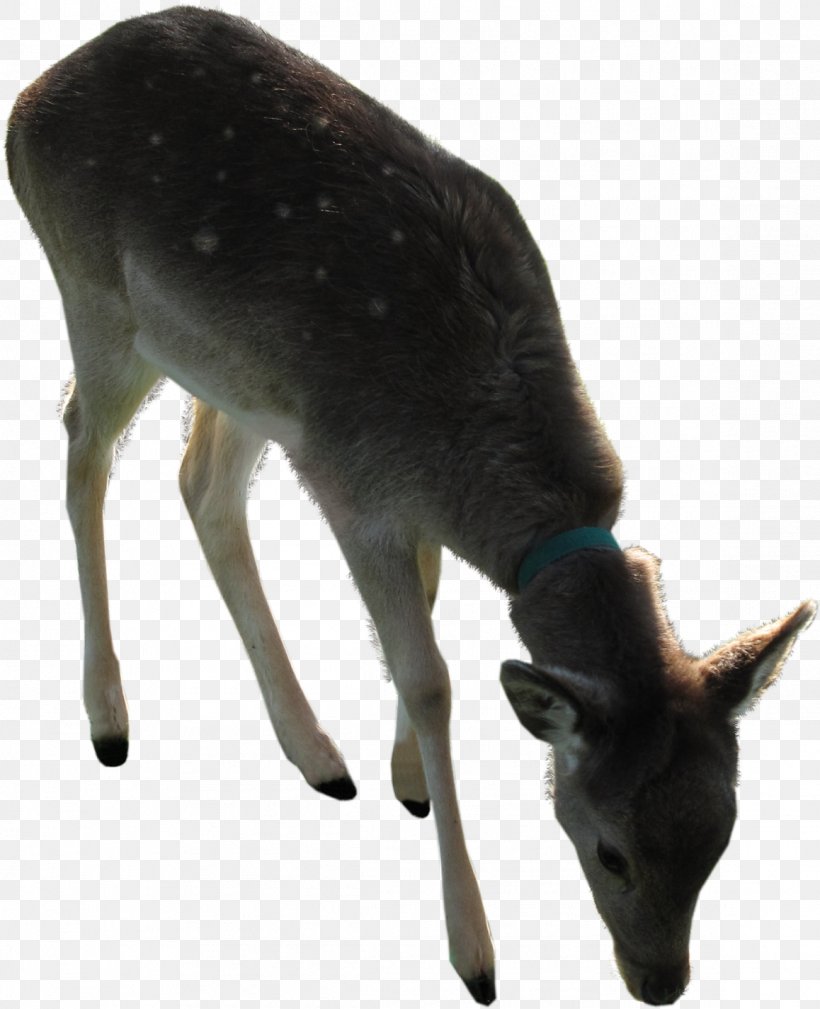 Reindeer Antler Horn Fauna, PNG, 1158x1425px, Deer, Animal, Antler, Fauna, Fur Download Free