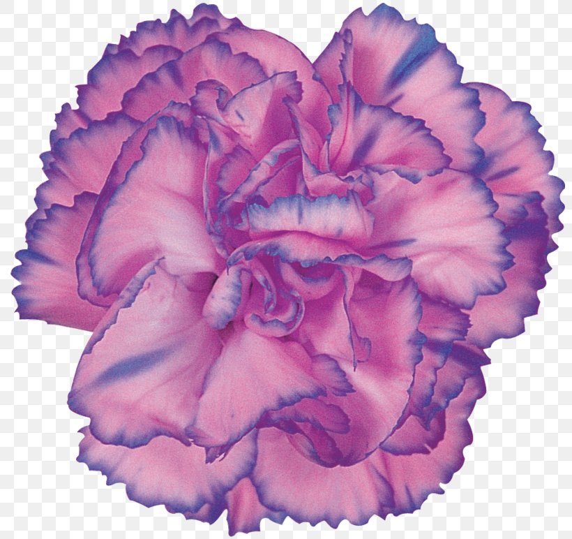 Carnation Cut Flowers Rose Petal, PNG, 800x772px, Carnation, Collage, Cut Flowers, Dianthus, Flower Download Free