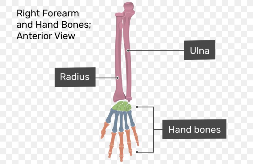 Finger Anatomy Carpal Bones Hand, PNG, 770x533px, Watercolor, Cartoon, Flower, Frame, Heart Download Free