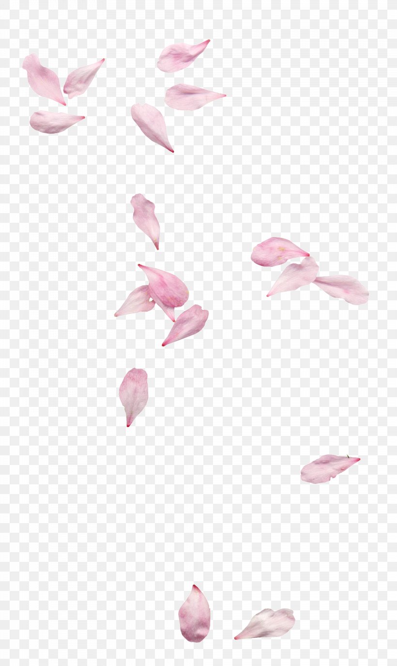 Petal Clip Art, PNG, 1968x3300px, Petal, Cherry Blossom, Computer Software, Fundal, Ink Download Free