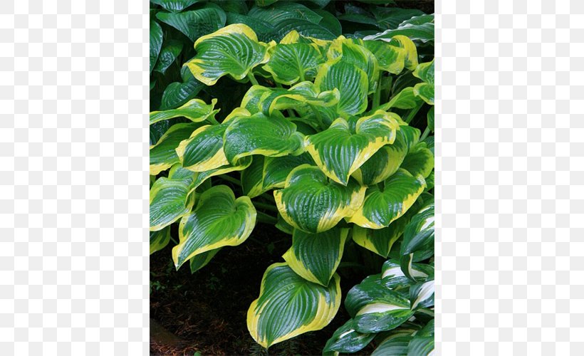 Plantain Lilies Terra Ceia Farms Leaf Plants Terra Ceia Road, PNG, 500x500px, Plantain Lilies, Aquatic Plant, Aquatic Plants, Bulb, Coral Bells Download Free