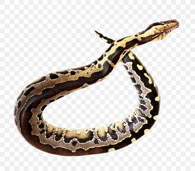Rattlesnake Clip Art, PNG, 1000x880px, Snake, Boa Constrictor, Boas, Colubridae, Hognose Download Free