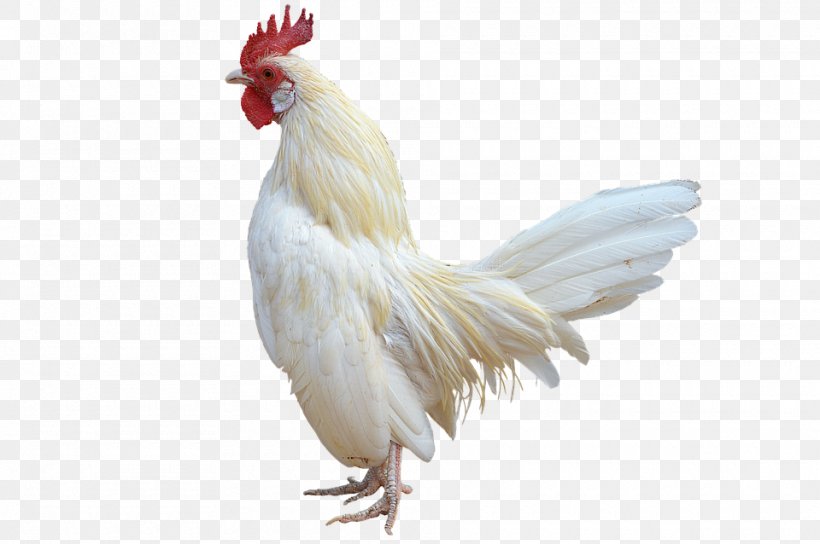 Rooster Chicken Bird, PNG, 960x638px, Rooster, Beak, Bird, Chicken, Feather Download Free