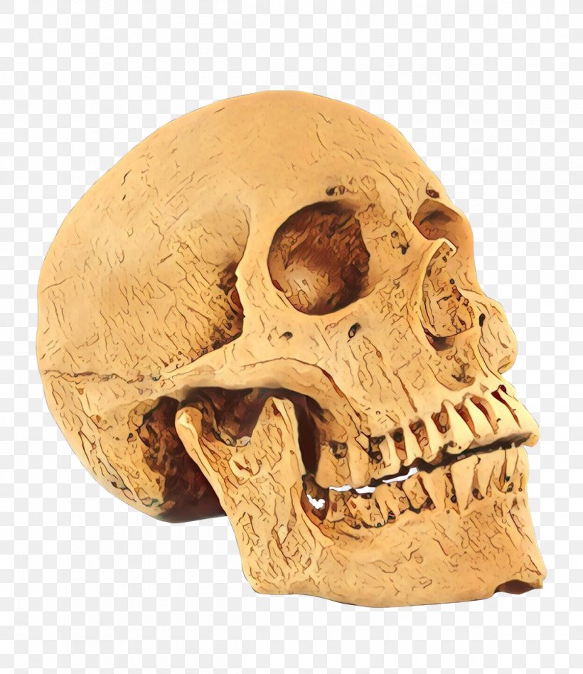 Skull Bone Head Jaw Skeleton, PNG, 1200x1388px, Skull, Anthropology, Bone, Head, Human Anatomy Download Free