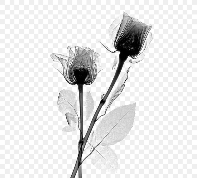X-ray Rose Flower Rosaceae Radiography, PNG, 564x738px, Xray, Artwork, Black And White, Blue Rose, Drawing Download Free