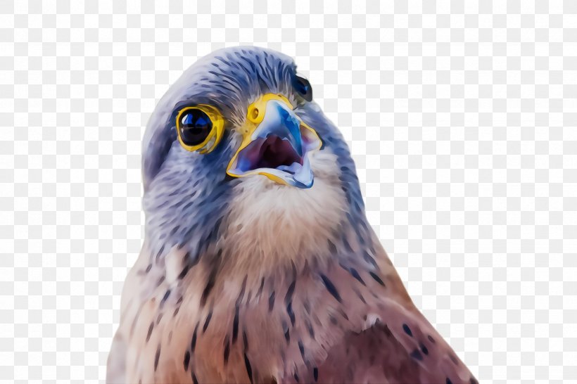 Bird Beak Bird Of Prey Peregrine Falcon Kite, PNG, 2448x1632px, Watercolor, Beak, Bird, Bird Of Prey, Closeup Download Free