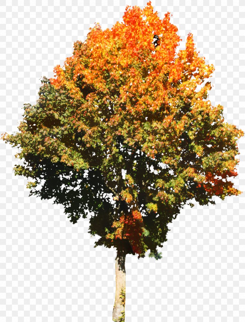 Deciduous Plane - Red Maple Tree PNG
