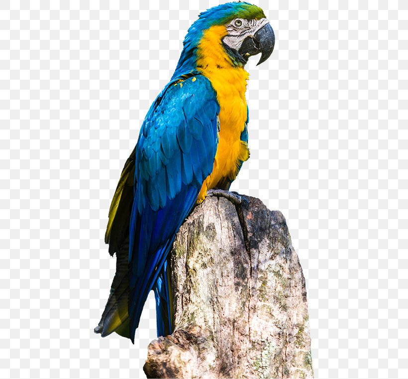Rio De Janeiro Parrot Blue-and-yellow Macaw Poster, PNG, 443x761px, Rio De Janeiro, Beak, Bird, Blueandyellow Macaw, Brazil Download Free